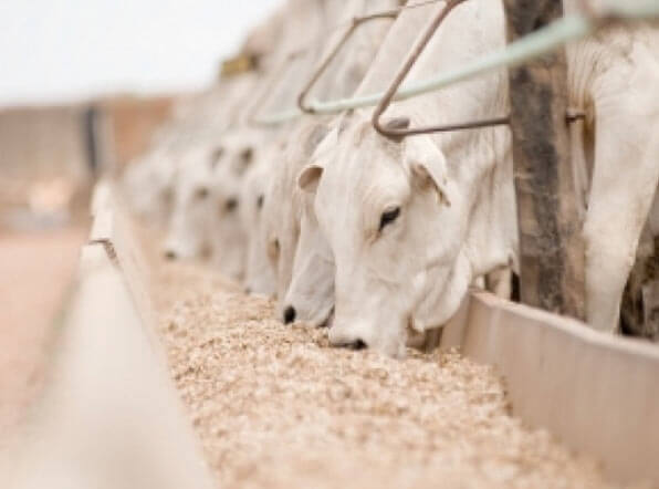 Nutricao Animal em Novo Repartimento